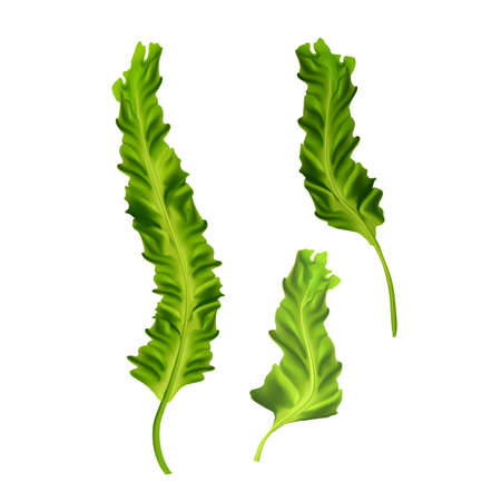 Seaweed Algae Aquarium Natural Plant Set Vector. Underwater Seaweed Growing Herb, Vegetarian Vitamin Nourishment, Spirulina Ingredient. Aqua Botanic Herbal Leaves Template Realistic 3d Illustrationsのイラスト素材