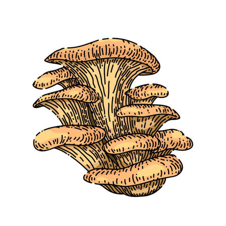 pleurotus mushroom hand drawn vector. autumn group, vegetarian organic food pleurotus mushroom sketch. isolated color illustrationのイラスト素材