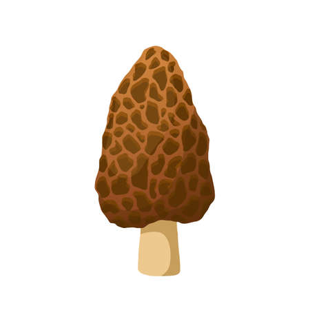 morel mushroom cartoon vector. forest fungus, organic nature food, fresh fungi morel mushroom. isolated color illustrationのイラスト素材