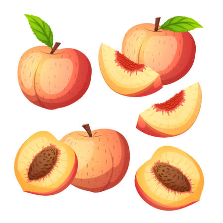peach fruit set cartoon vector. juicy orange, green leaf, slice nectarine, summer apricot peach fruit. isolated color illustrationのイラスト素材