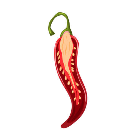 sliced chili pepper cartoon vector hot slice, spicy food, cut red vegetable color illustrationのイラスト素材
