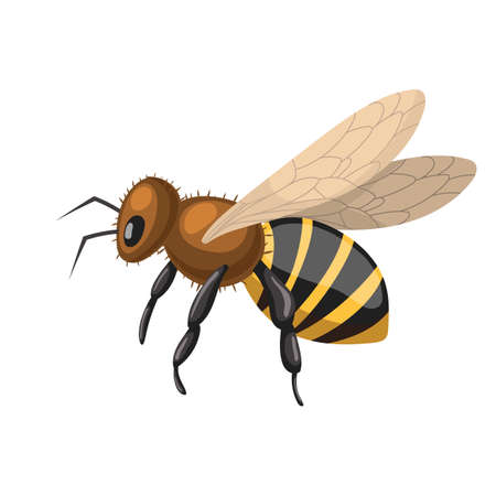 bee honey cartoon. pollen nature flower, insect yellow fly, field spring bee honey vector illustrationのイラスト素材
