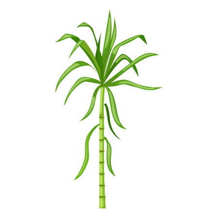 sugar cane cartoon. plant sugarcane, leaf plantation, green raw, field sugar cane vector illustrationのイラスト素材