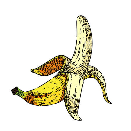 banana peeled hand drawn vector. fruit skin, white open food, garbage yellow, trash slip, healthy diet banana peeled sketch. isolated color illustrationのイラスト素材