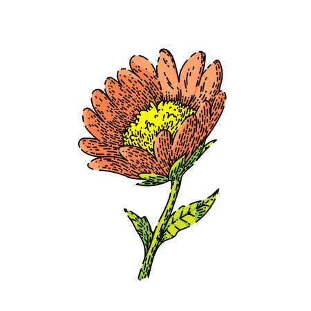 flower honey hand drawn vector. bee plant, spring nature, yellow garden jar flower honey sketch. isolated color illustrationのイラスト素材