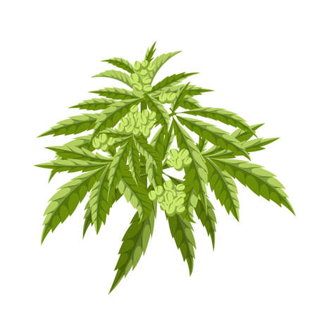cannabis plant cartoon. marijuana hemp weed, medical farm , medicine agriculture cannabis plant vector illustrationのイラスト素材