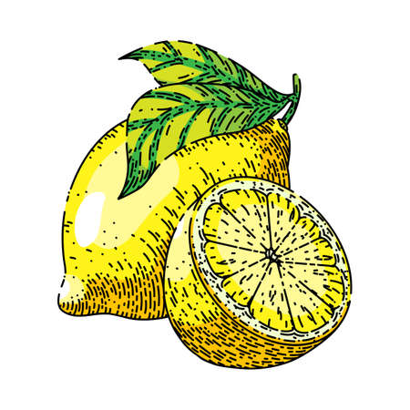 lemon fruit cut hand drawn vector. citrus slice, fresh yellow food, green leaf lemon fruit cut sketch. isolated color illustrationのイラスト素材