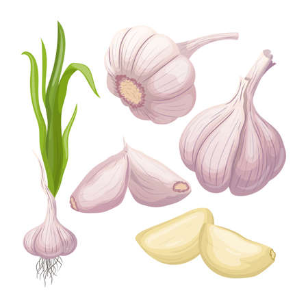 garlic food set cartoon. vegetable spice, cooking herb, organic plant garlic food vector illustrationのイラスト素材
