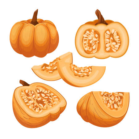 pumpkin halloween orange set cartoon. autumn vegetable, fall food, decoration farm food pumpkin halloween orange vector illustrationのイラスト素材