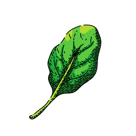 spinach leaf green hand drawn vector. salad fresh, food plant, vegetable leaves, organic bunch, lettuce pile, raw bowl, meal spinach green sketch. isolated color illustrationのイラスト素材