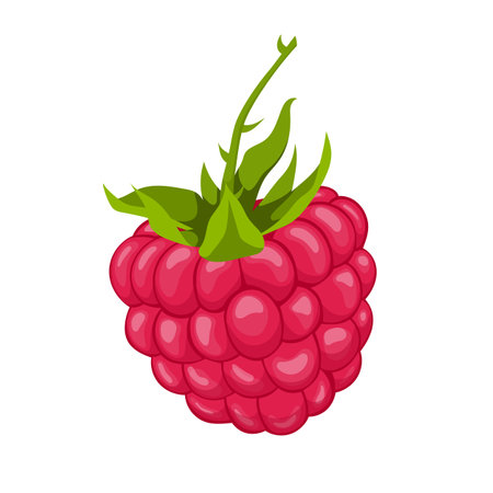 raspberry food cartoon. fruit berry, red leaf, fresh green, ripe sweet, plant dessert healthy raspberry food vector illustrationのイラスト素材