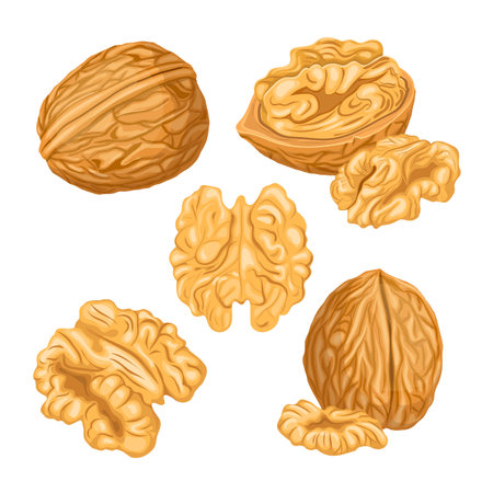 walnut nut kernel set cartoon. snack food, ingredient fruit, raw healthy, group natural, organic seed, brown shell, heap walnut nut kernel vector illustrationのイラスト素材