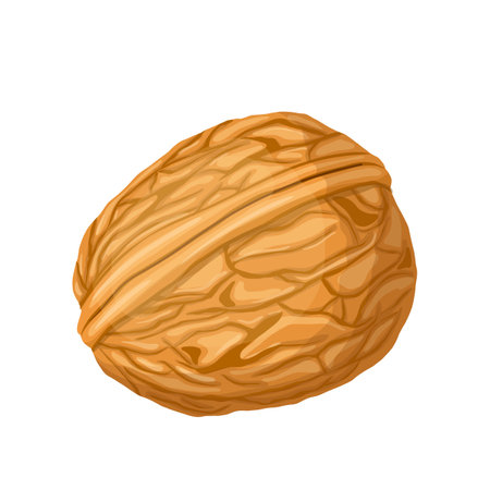 walnut nut cartoon. food ingredient, seed closeup, snack raw, fruit healthy, brown kernel, natural organic walnut nut vector illustrationのイラスト素材