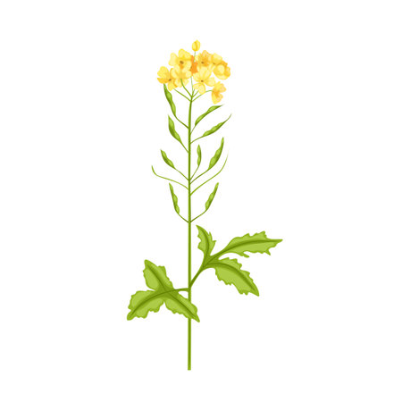 mustard plant cartoon. flower yellow, nature field, seed blossom, rapeseed leaf, spring green, crop mustard plant vector illustrationのイラスト素材