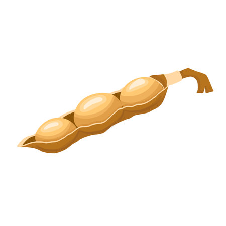 soy soybean cartoon. seed soya, grain, agriculture natural, diet organic, protein ingredient, dry beans soy soybean vector illustrationのイラスト素材