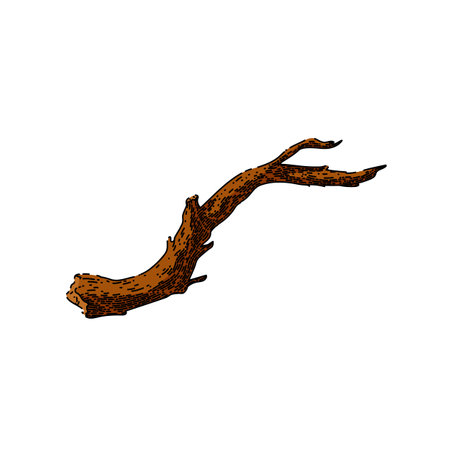 branch wood hand drawn vector. tree wooden, trunk nature, forest old, brown dry, bark stick branch wood sketch. isolated color illustrationのイラスト素材