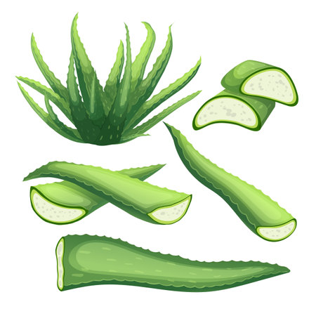 vera leaf aloe plant set cartoon. beauty gel, cosmetic fresh, green water, slice herbal, care drop, organic health vera leaf aloe plant vector illustrationのイラスト素材