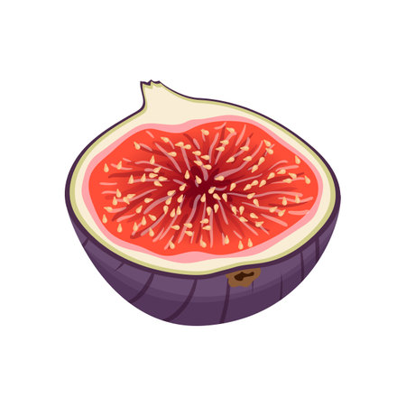 fig fruit cut cartoon. purple fresh, food half, slice healthy, organic ripe, sweet exotic, tropical, red fig fruit cut vector illustrationのイラスト素材