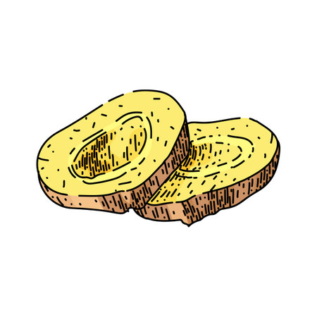 ginger slice raw sketch hand drawn vectorのイラスト素材