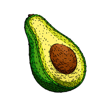 avocado cut sketch hand drawn vectorのイラスト素材