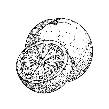 orange cut sketch hand drawn vectorのイラスト素材