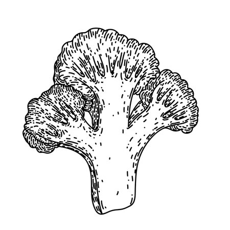 broccoli cut sketch hand drawn vectorのイラスト素材