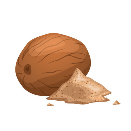 nutmeg food ingredient cartoon vector illustrationのイラスト素材