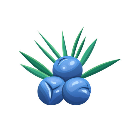 juniper branch cartoon vector illustrationのイラスト素材