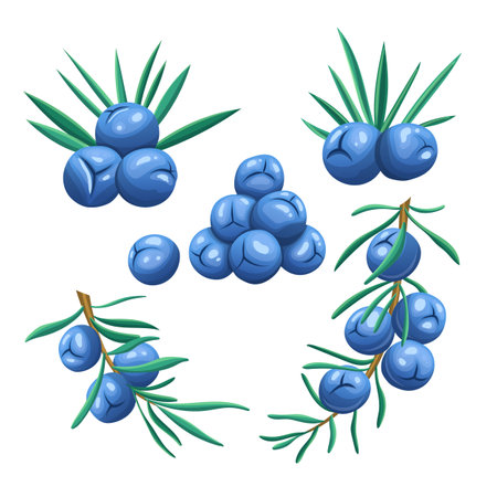 juniper berry set cartoon vector illustrationのイラスト素材