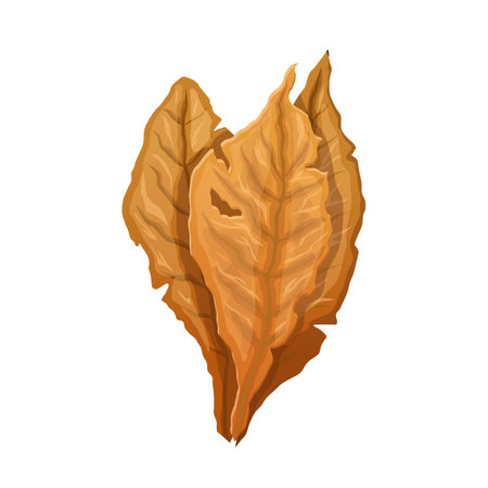 tobacco leaf cartoon vector illustrationのイラスト素材
