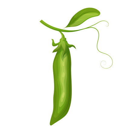 green pea food cartoon vector illustrationのイラスト素材