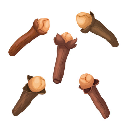 clove spice food set cartoon vector illustrationのイラスト素材