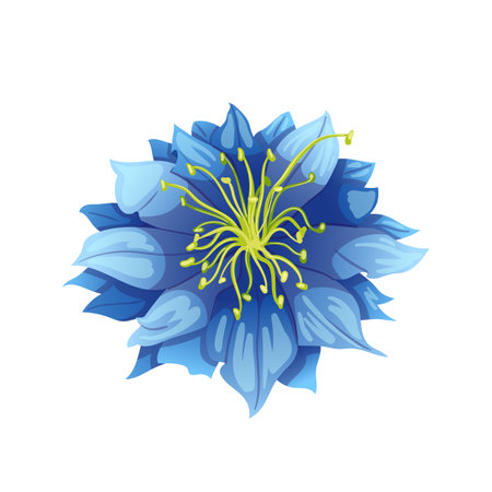 nigella sativa cumin black cartoon vector illustrationのイラスト素材