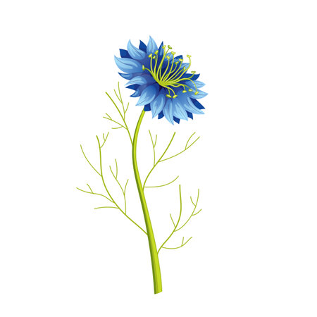 nigella sativa cumin black cartoon vector illustrationのイラスト素材