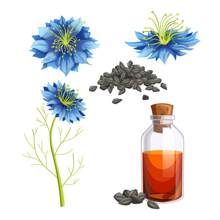 nigella sativa cumin set cartoon vector illustrationのイラスト素材
