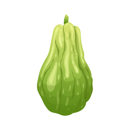 chayote fresh cartoon vector illustrationのイラスト素材