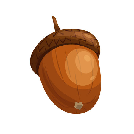 acorn brown seed cartoon vector illustrationのイラスト素材