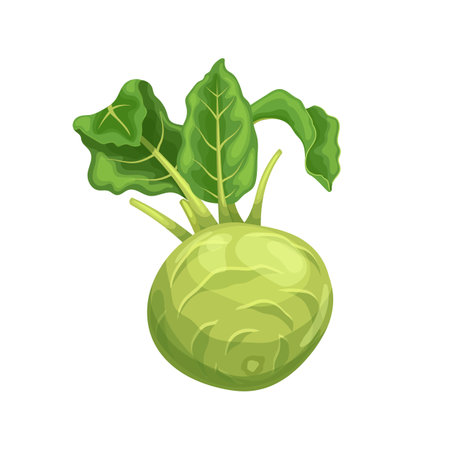 kohlrabi cabbage green cartoon vector illustrationのイラスト素材