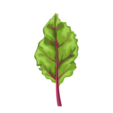 chard fresh leaf cartoon vector illustrationのイラスト素材