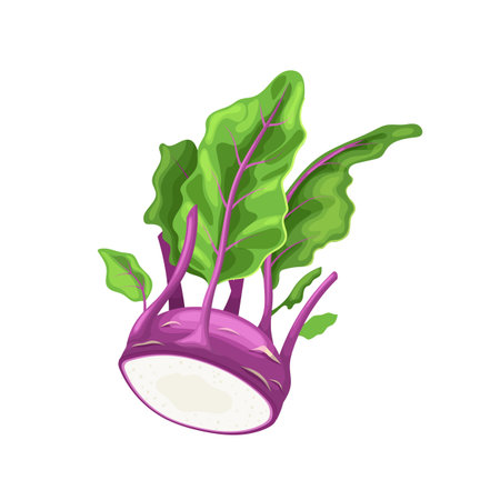 kohlrabi purple cartoon vector illustrationのイラスト素材