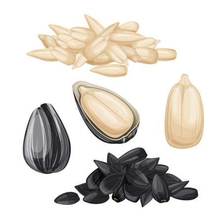 sunflower seed set cartoon vector illustrationのイラスト素材