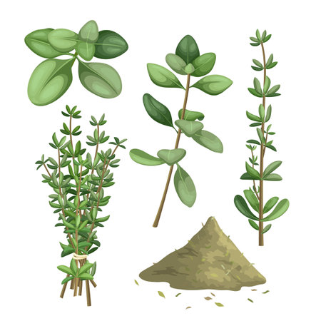 thyme herb green set cartoon vector illustrationのイラスト素材