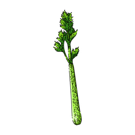celery leaf sketch hand drawn vectorのイラスト素材