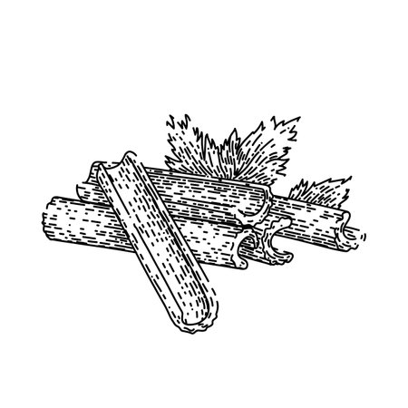 celery organic sketch hand drawn vectorのイラスト素材