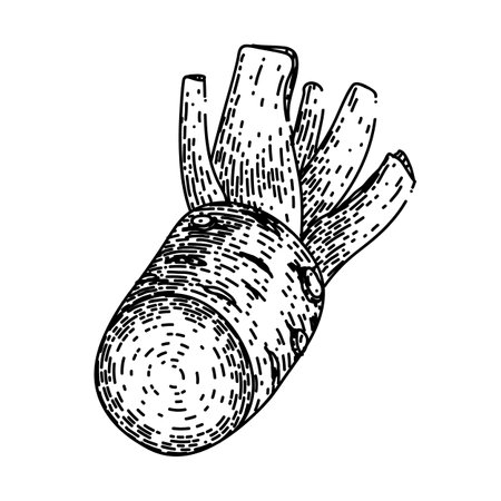 wasabi root cut sketch hand drawn vectorのイラスト素材