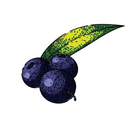 acai organic food sketch hand drawn vectorのイラスト素材