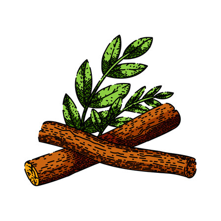 licorice natural aromatic sketch hand drawn vectorのイラスト素材