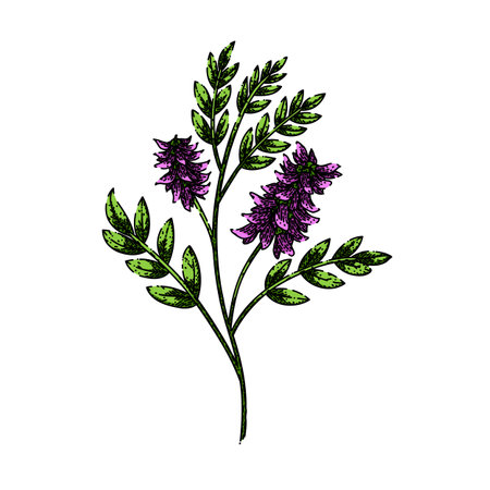 licorice plant herb sketch hand drawn vectorのイラスト素材