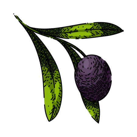 oline branch food sketch hand drawn vectorのイラスト素材