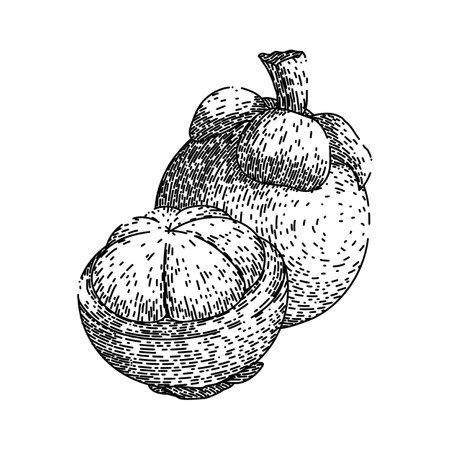 mangosteen food fruit sketch hand drawn vectorのイラスト素材
